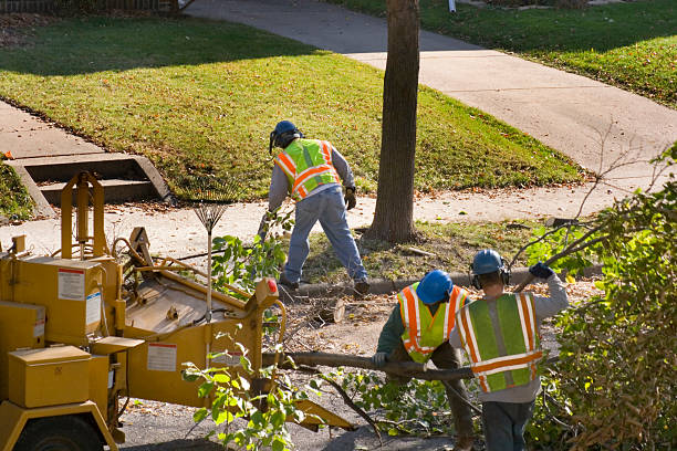 Best Tree Removal Services  in Tiffin, OH